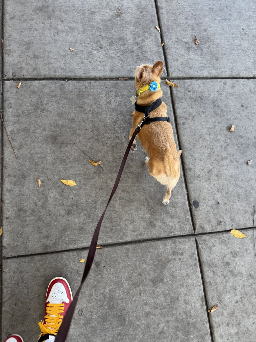 CoachHop's tweet image. 🐶❤️ #dogdad #FridaysDad #dogwalk