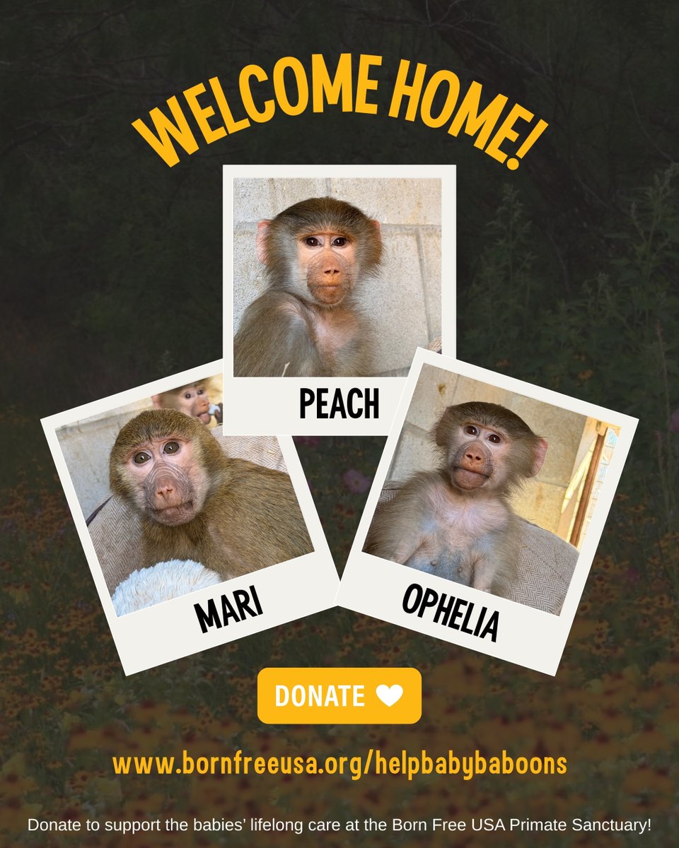 Born Free USA tweet media