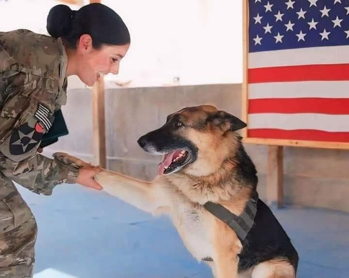 Airfemale14's tweet image. 🇺🇸 Support Our Troops ❤️ #K9 🐕#DogsOfWar 🙏