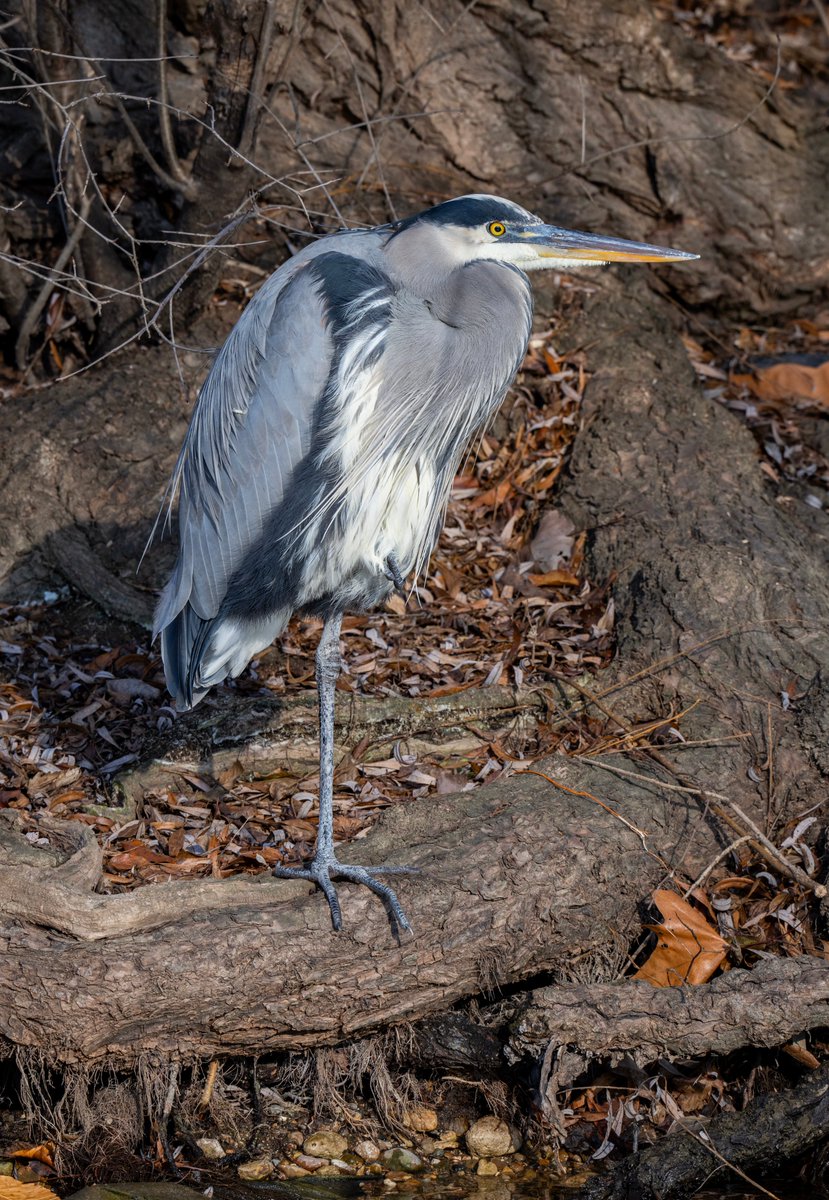 A Great Blue Heron tucking in one leg against the cold while standing along the riverbank.