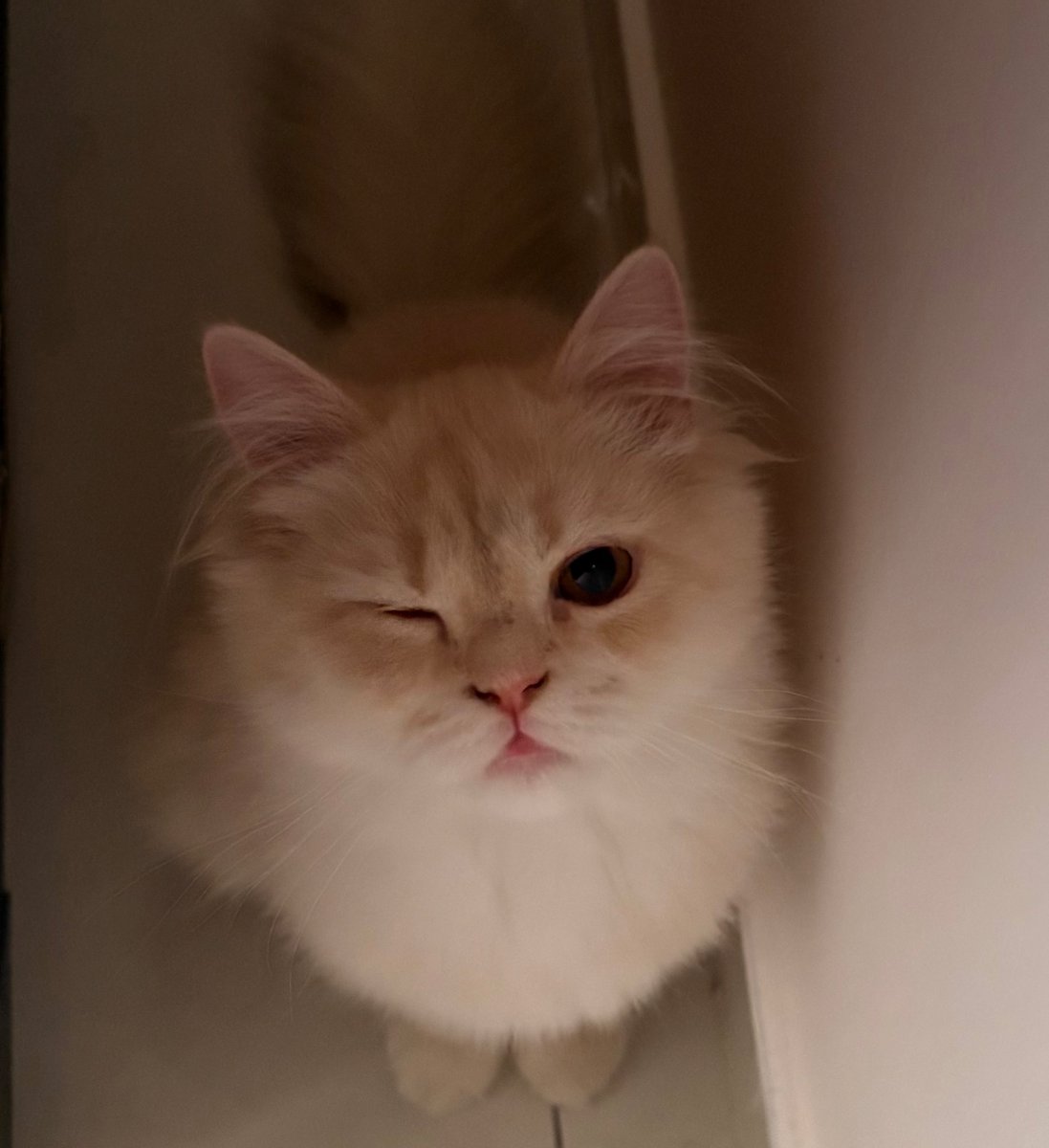 6len ʚїɞ tweet media