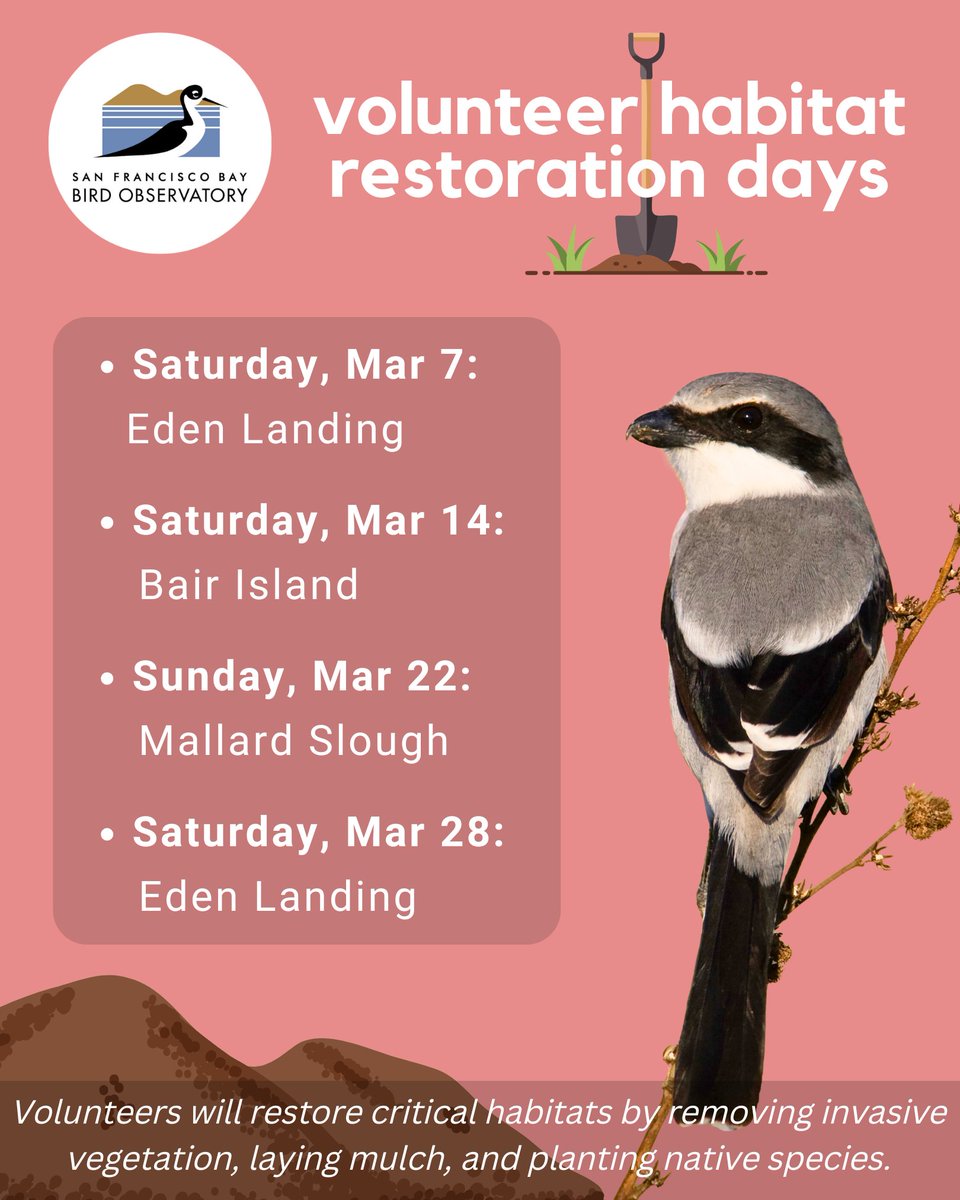 SF Bay Bird Observatory tweet media