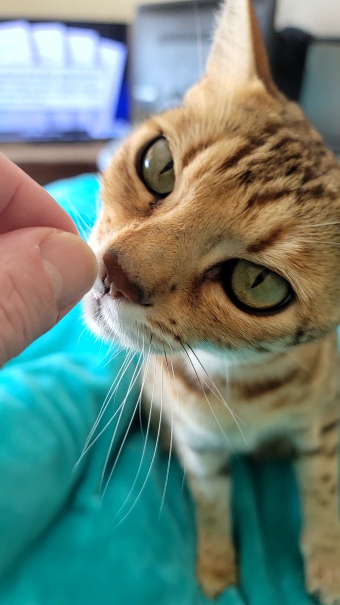 If you stop moving, I just want to pick out that lil piece of red lint, stuck in your lip 😹😹😹

#CatsOfTwitter #cats #bengalcat