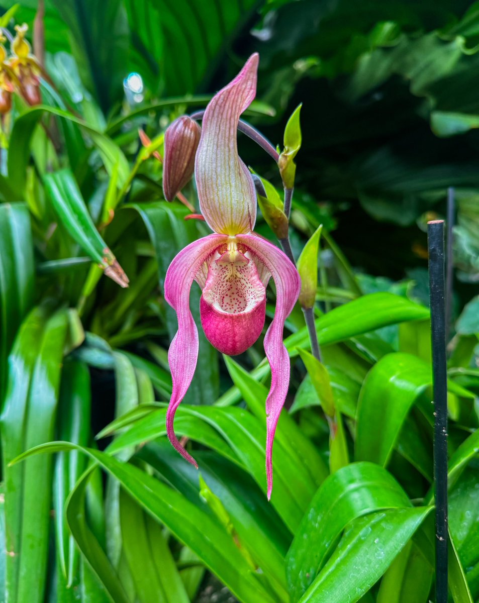 lo 🧀 𓆉 tweet media