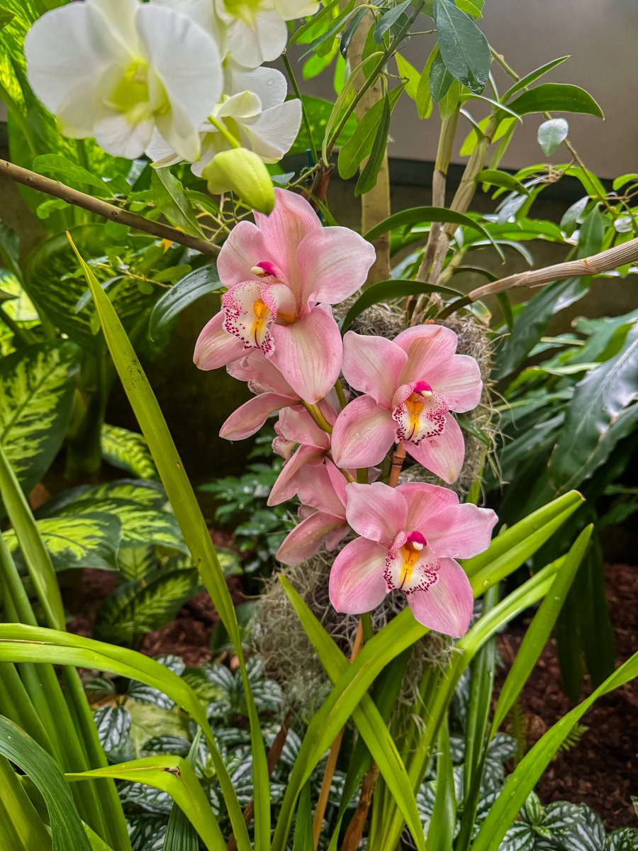 lo 🧀 𓆉 tweet media