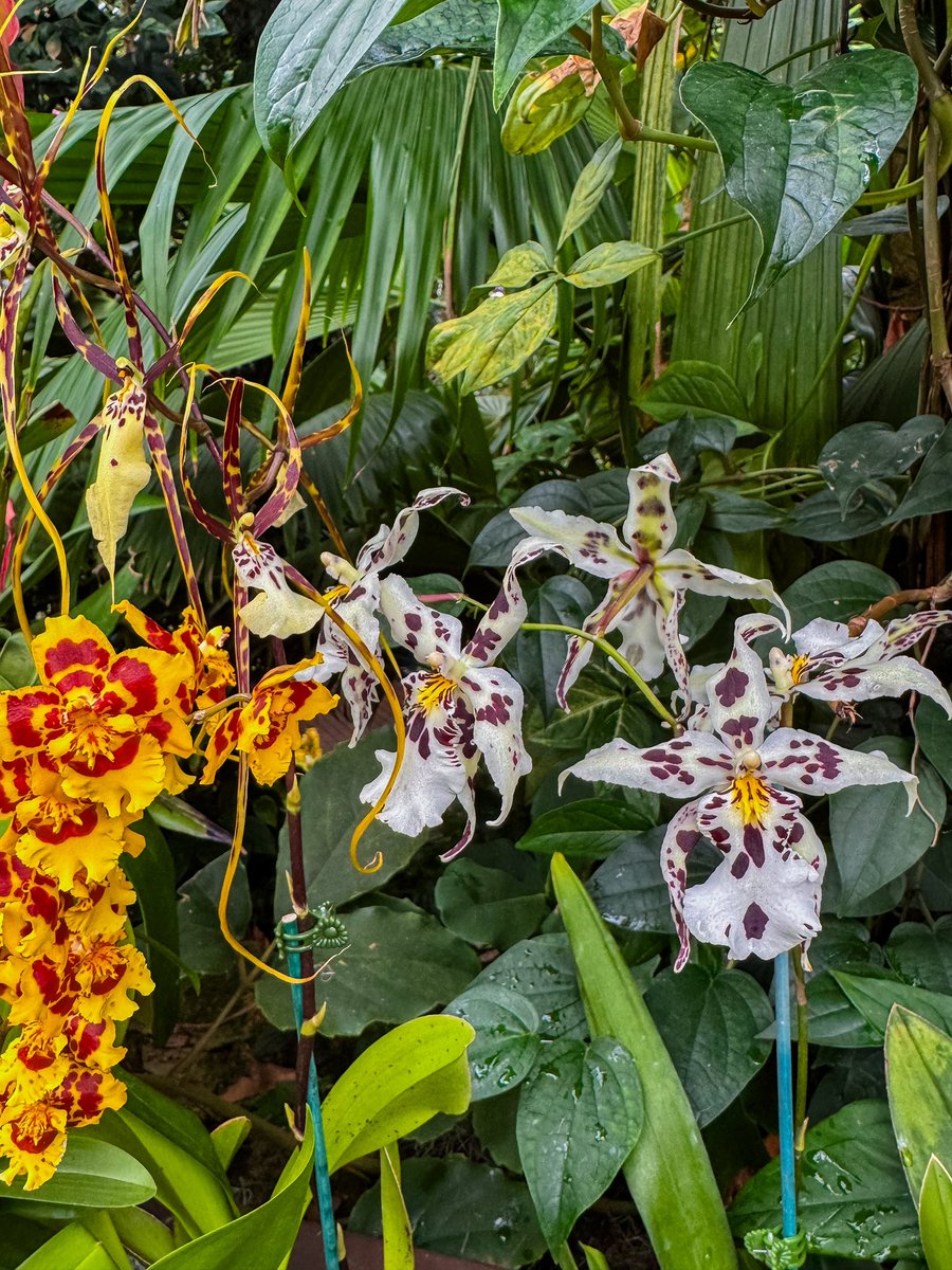 lo 🧀 𓆉 tweet media