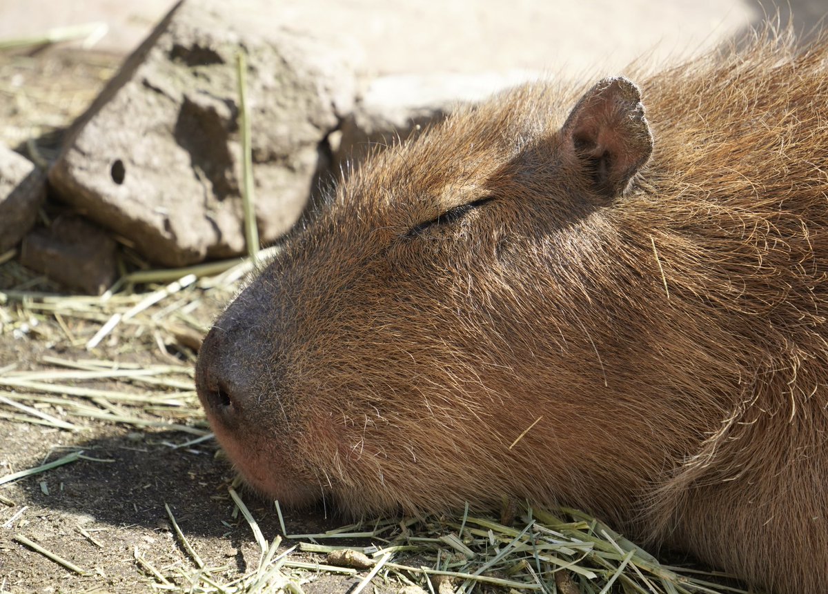 おはようございます……日曜日

#カピバラ
#伊豆アニマルキングダム