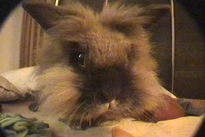 K8LEiB's tweet photo. absolute chonk captured on the handycam https://t.co/pt042mWCtv