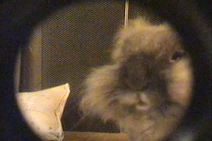 K8LEiB's tweet photo. absolute chonk captured on the handycam https://t.co/pt042mWCtv