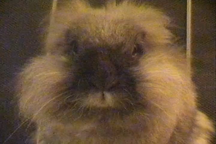 K8LEiB's tweet photo. absolute chonk captured on the handycam https://t.co/pt042mWCtv