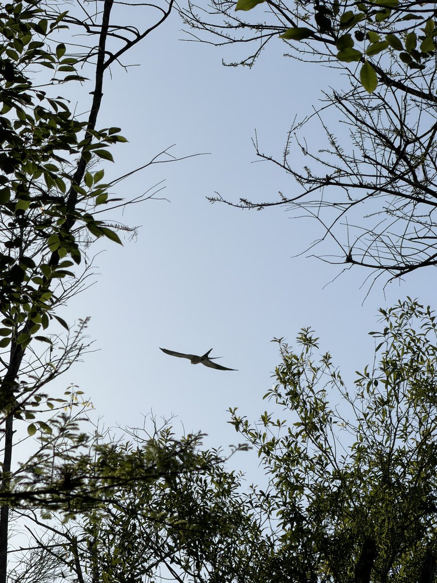 hell yeah swallow tailed kites are back