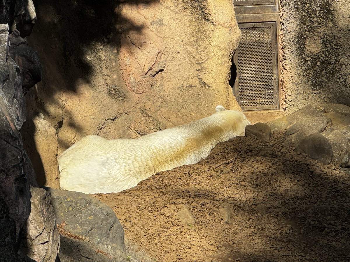 かわいいゴーゴ
愛しいゴーゴ

#TLをゴーゴでいっぱいにしよう 
#ゴーゴ　#ゴーゴ大好き
#ホッキョクグマ　#polarbear