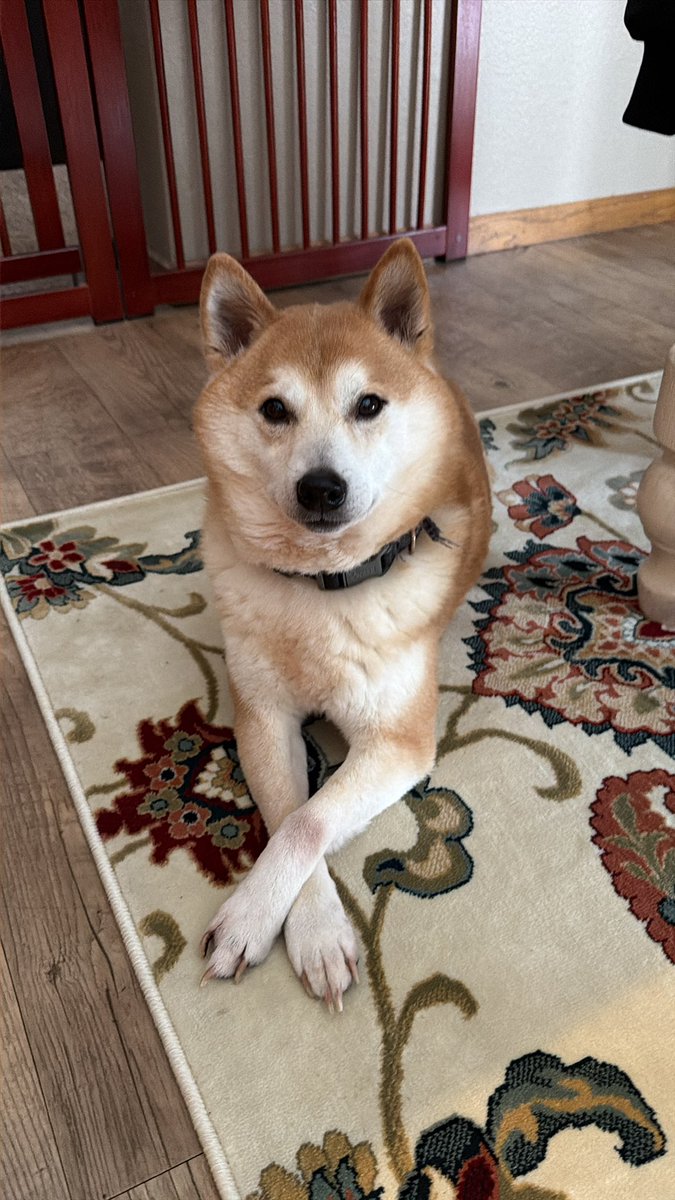 Doge Howser tweet media