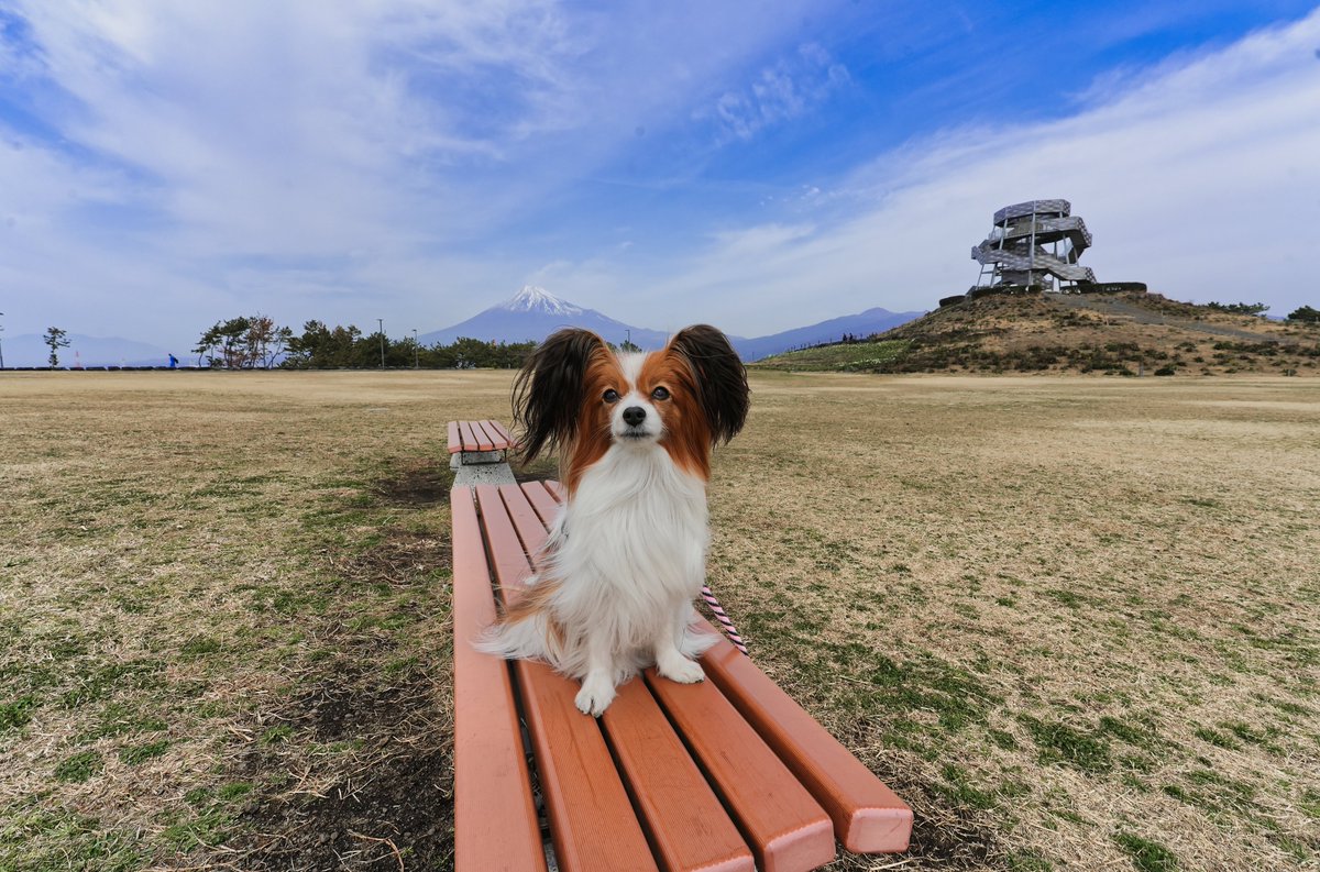 超広角16mm】 F11で撮ったパピヨン😍 カメラ：SONY α7CⅡ レンズ：SONY