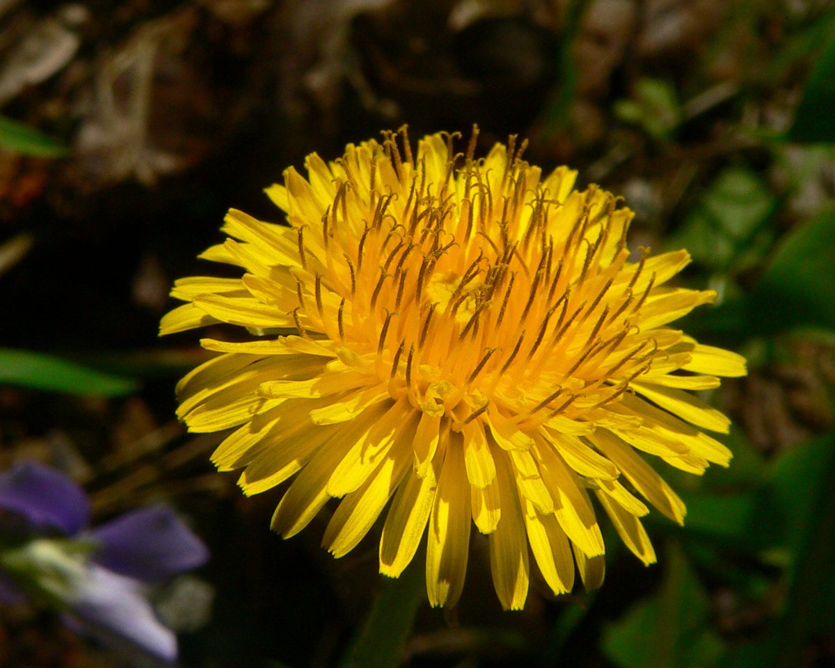 🚨: Dandelion root could remove up to 95% of cancer cells in just two days, lab studies reveal