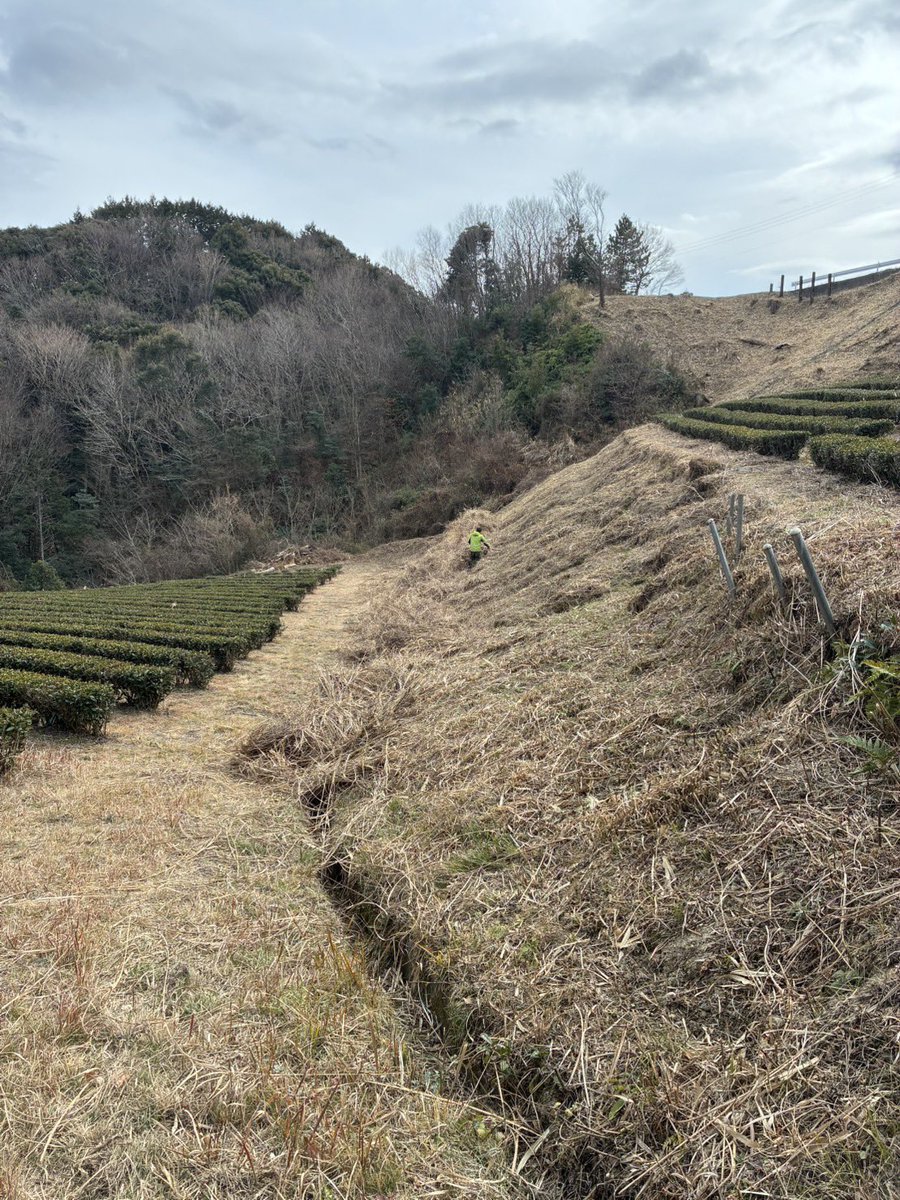 ochafarm's tweet photo. 🌱✂️🌱
先日お茶畑周辺の草を刈りました。
畠に敷いていきます。

この日は曇りですが晴れたら爽快な景色となります。また写真が撮れたら美しい景色をお裾分けします🌞⛰️

急に暖かくなり花粉の被害者が続出😭‼︎
杉本園のべにふうき、良く効くと好評いただいております。ぜひお試しくださいね🍵

#無農薬茶 #無農薬栽培 #お茶畑の風景 #花粉症 #べにふうき