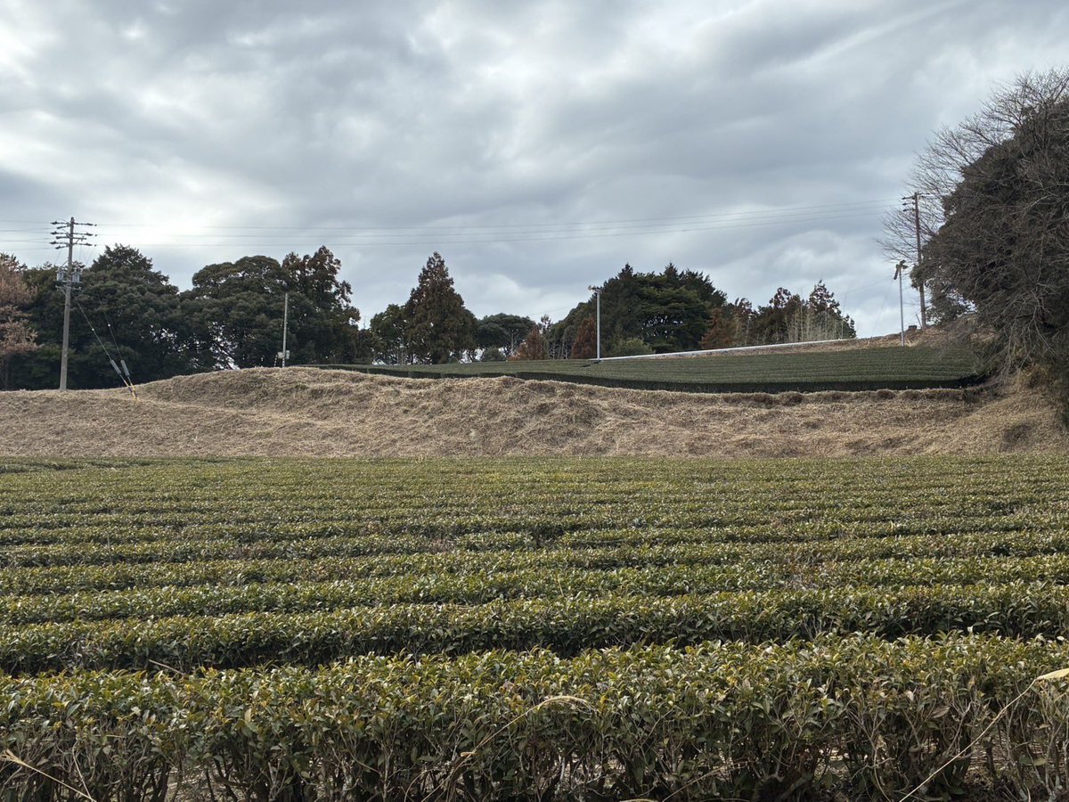 ochafarm's tweet photo. 🌱✂️🌱
先日お茶畑周辺の草を刈りました。
畠に敷いていきます。

この日は曇りですが晴れたら爽快な景色となります。また写真が撮れたら美しい景色をお裾分けします🌞⛰️

急に暖かくなり花粉の被害者が続出😭‼︎
杉本園のべにふうき、良く効くと好評いただいております。ぜひお試しくださいね🍵

#無農薬茶 #無農薬栽培 #お茶畑の風景 #花粉症 #べにふうき