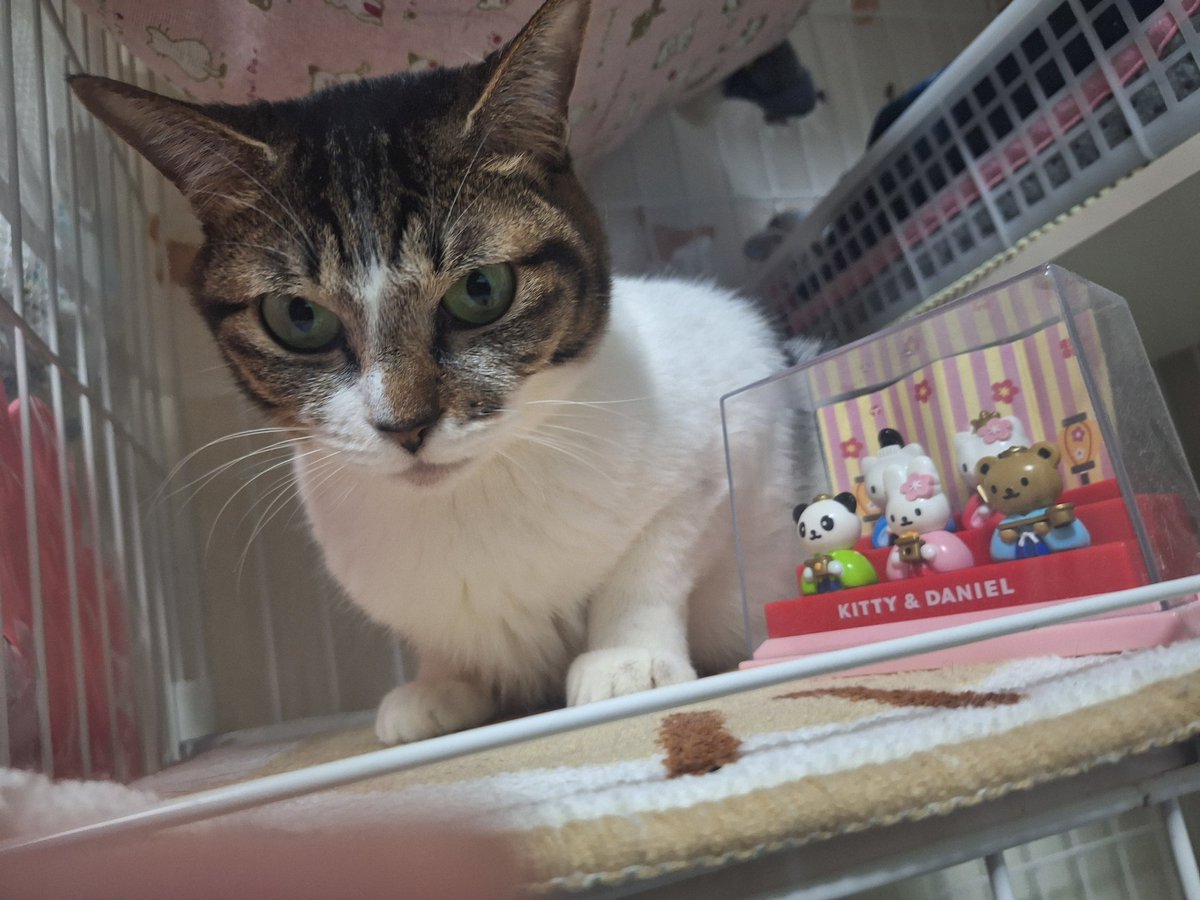 幸せ日記】こにゃにゃちわ☀ あたしホタルにゃんᓚᘏᗢ 💕 ねぇちゃん