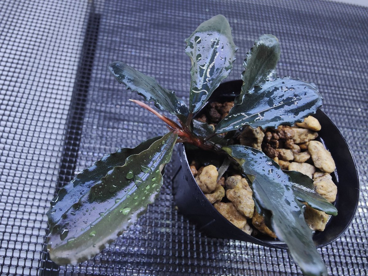 キボーデコ (@kiboudeko) / Posts / X