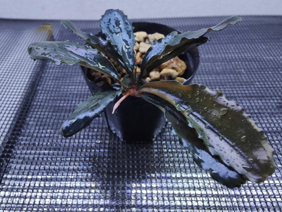 キボーデコ (@kiboudeko) / Posts / X