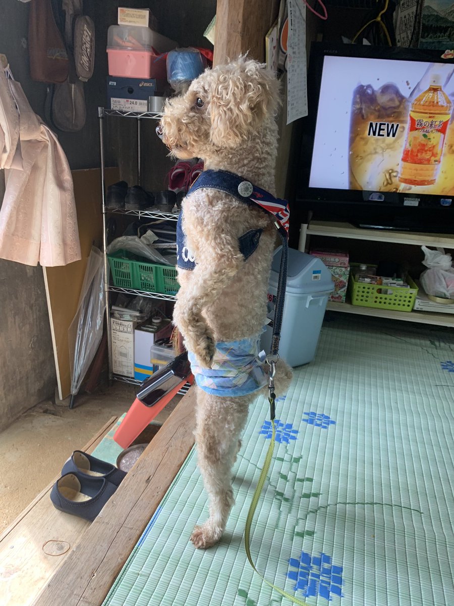 TLで拾った変な宝石 tweet media