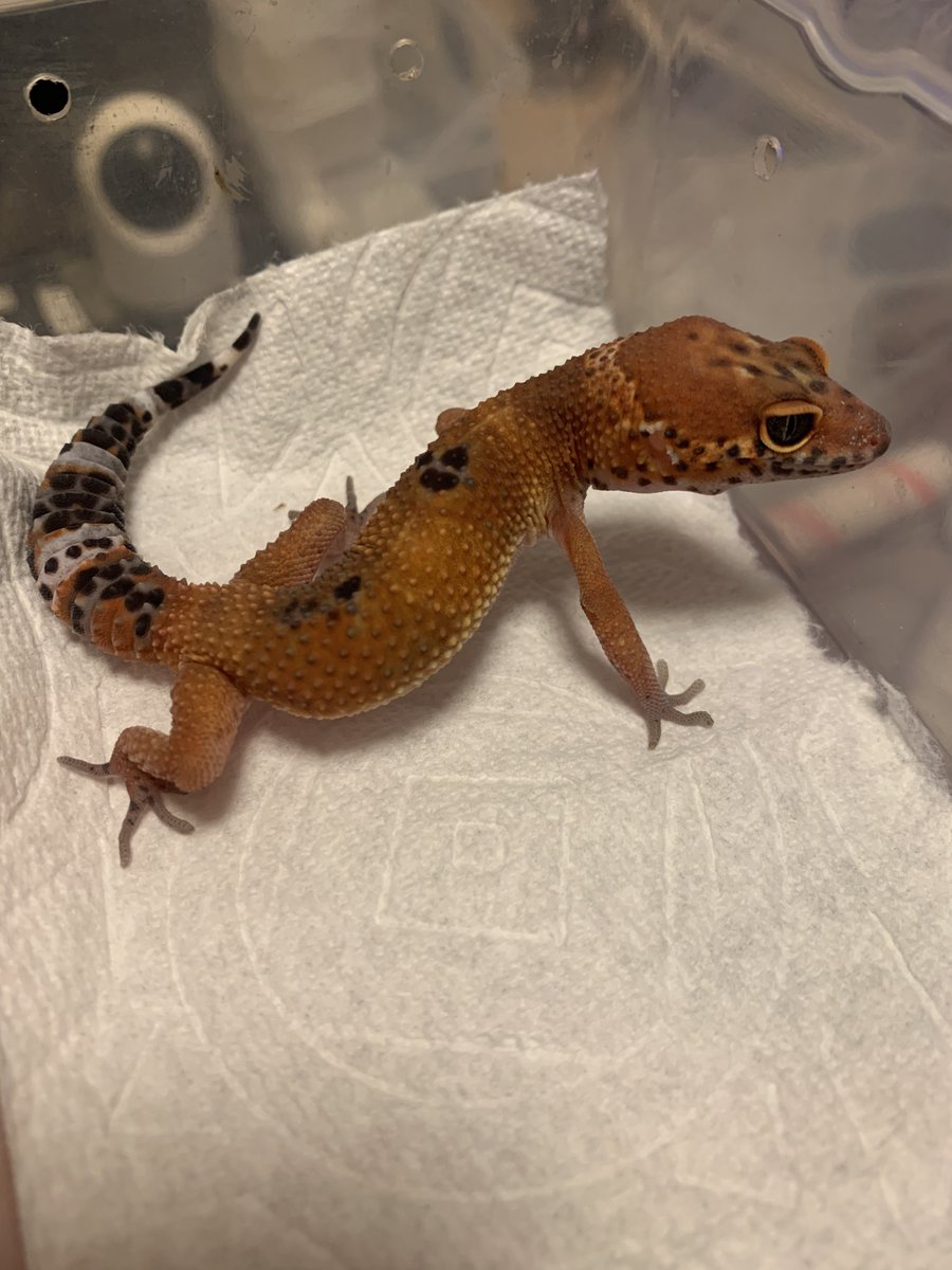 ベンジャミン('﹏*๑) べんじゃみん🍊３月１日近畿レプタイルズマーケット出展【大阪平野】🙌🏻 tweet media