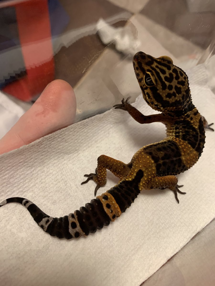 ベンジャミン('﹏*๑) べんじゃみん🍊３月１日近畿レプタイルズマーケット出展【大阪平野】🙌🏻 tweet media