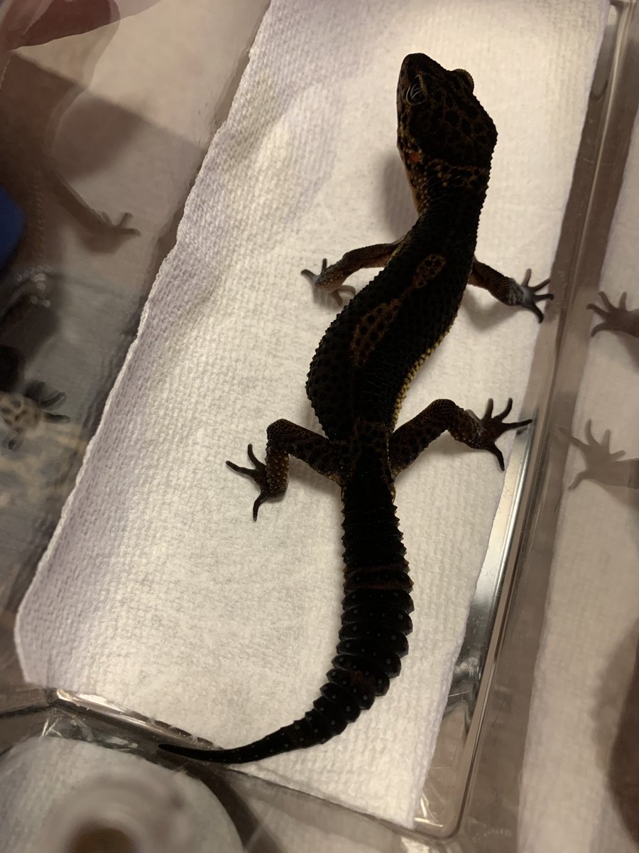 ベンジャミン('﹏*๑) べんじゃみん🍊３月１日近畿レプタイルズマーケット出展【大阪平野】🙌🏻 tweet media