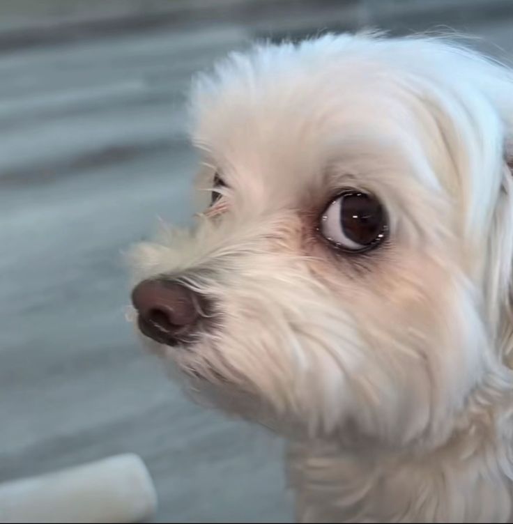 Cuando les gusta alguien son muy intensos, tranquilos o un poco de los dos?