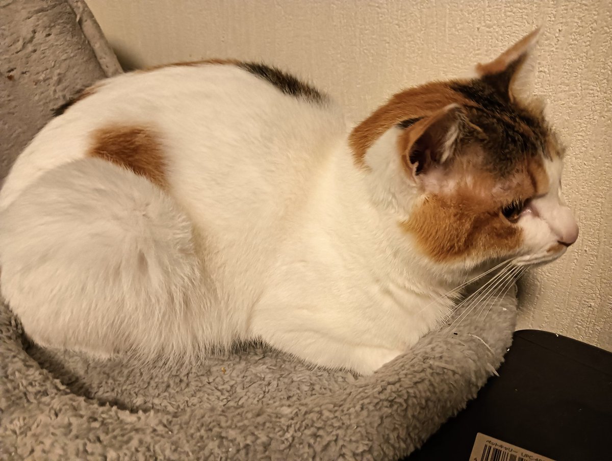 セルゥゥゥゥァァァァァ (@cellbururu) / Posts / X