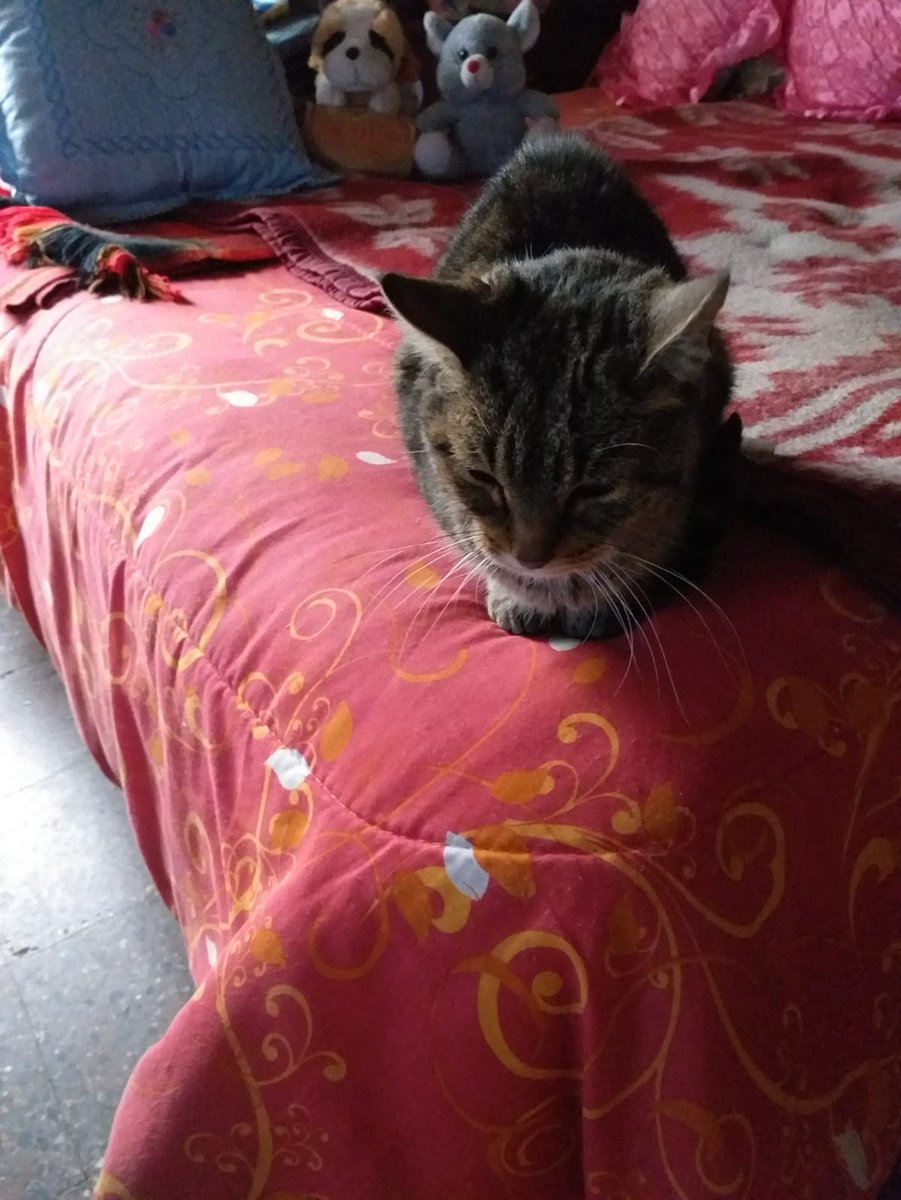 Brandy Birthday Sindrome Tourette tweet media