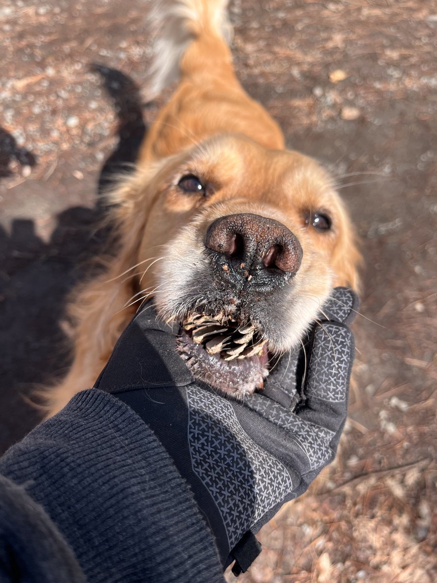 Pinot the Highlander tweet media