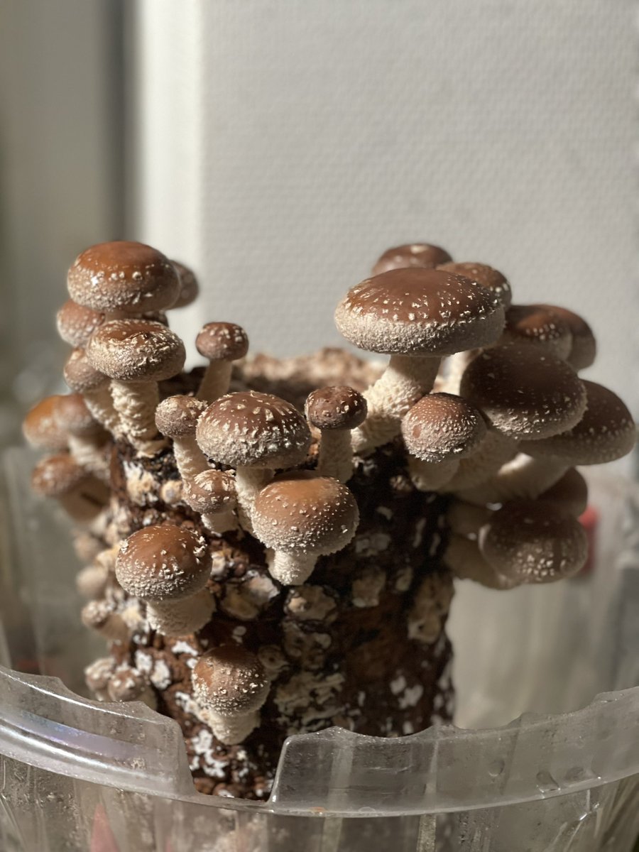 キノコの山
#キノコの山