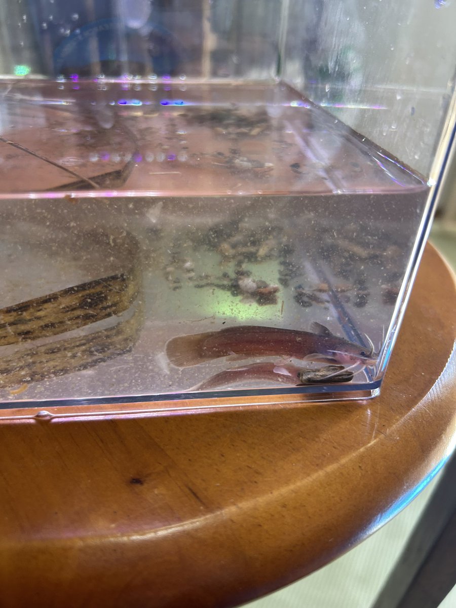 LikeTortoise's tweet photo. 近所の川に行ったら、なんとアカザが取れた！！この川は、シマドジョウやカマツカもとれて、本当に在来種しかいない！あと、イシガメも数回見たが、今日はいなかった😭
#アカザ
#淡水魚 https://t.co/vqZ3IO91Wh