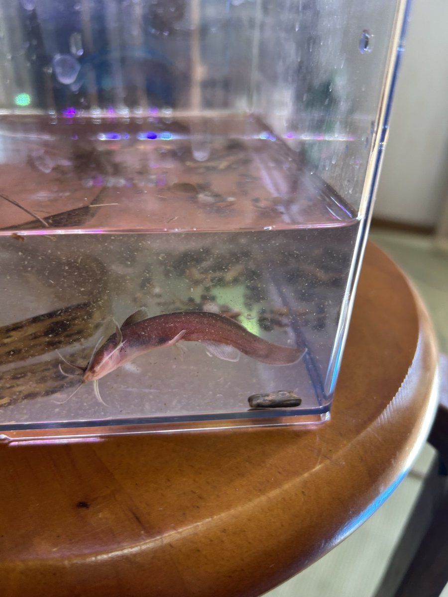 LikeTortoise's tweet photo. 近所の川に行ったら、なんとアカザが取れた！！この川は、シマドジョウやカマツカもとれて、本当に在来種しかいない！あと、イシガメも数回見たが、今日はいなかった😭
#アカザ
#淡水魚 https://t.co/vqZ3IO91Wh