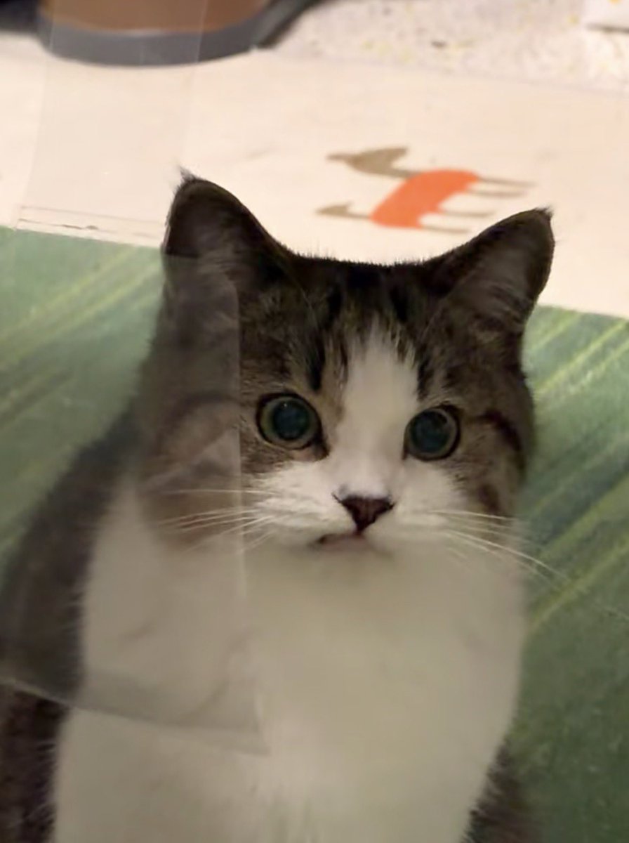 💖 (@twaniimals) on Twitter photo 