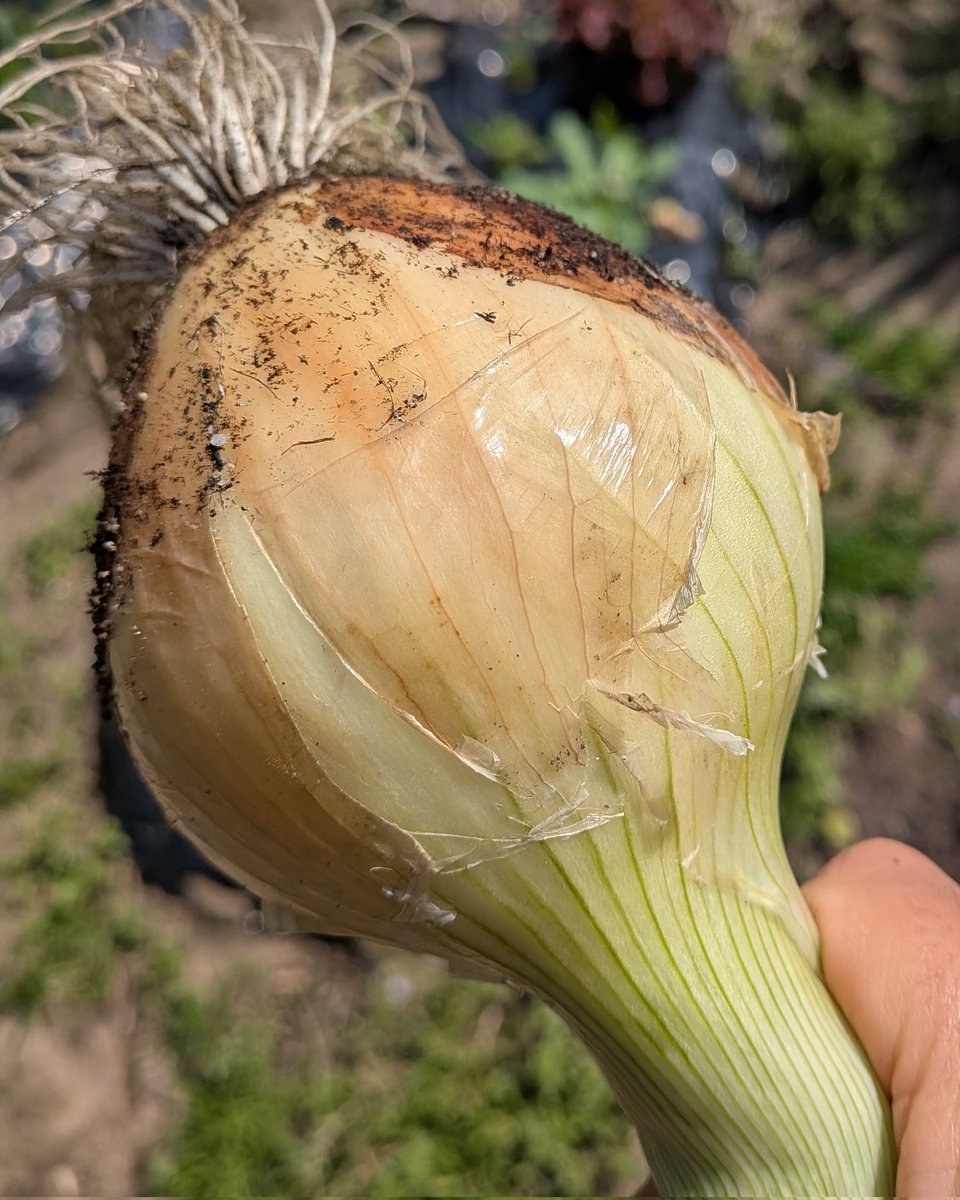 🧅新玉ねぎ1個抜いたぞ〜✊️