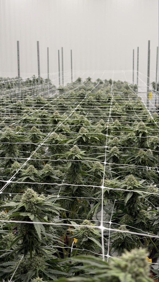 Shauncron tweet media