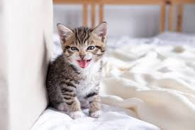 #haikuhorrorprompt <a href="/haikuprompt/">#haikuhorrorprompt</a> #1680: "bloodless"
#OurPoetryX <a href="/OurPoetryX/">Our Poetry X</a> day 3/1: "fierce"

vernal bloodless yowls
fierce kitten frustration sound
treats need opening