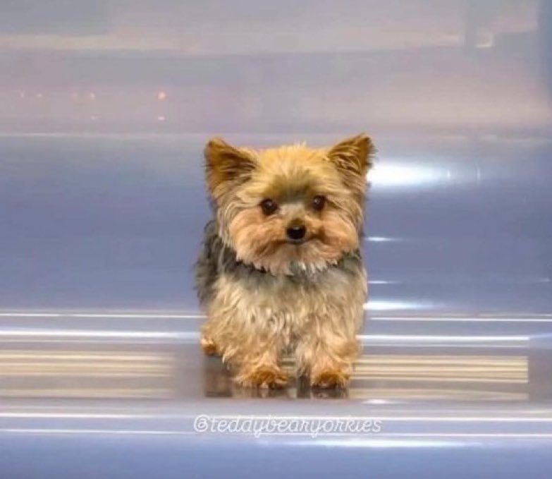 송하영 좋아하면 본체 필모 300명한테도 같이 잡혀가서 돈이 단번에 사라진다는 이야기가 있다 난 이 이야기를 싫어한다…