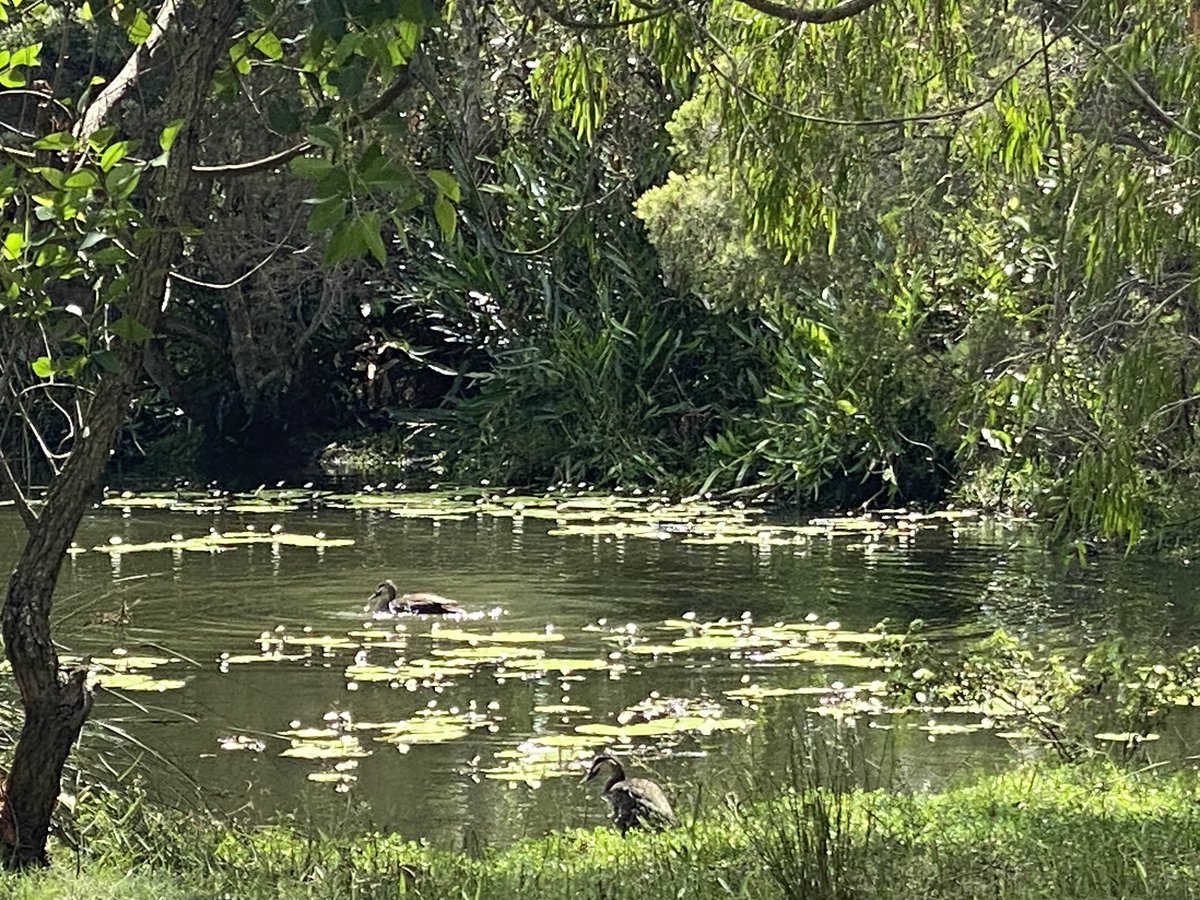 roamingfox | Alma tweet media