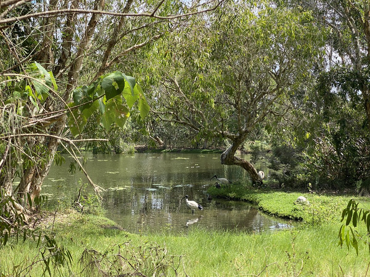 roamingfox | Alma tweet media