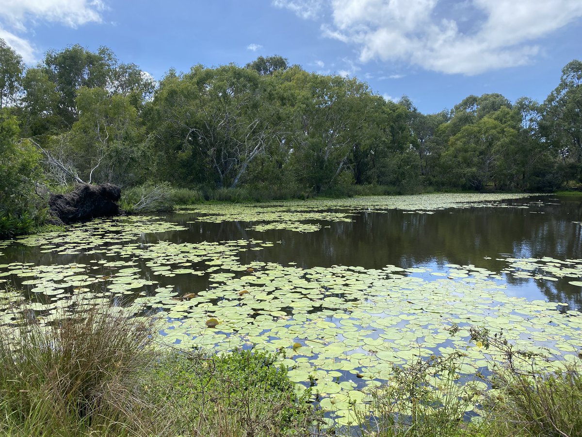 roamingfox | Alma tweet media