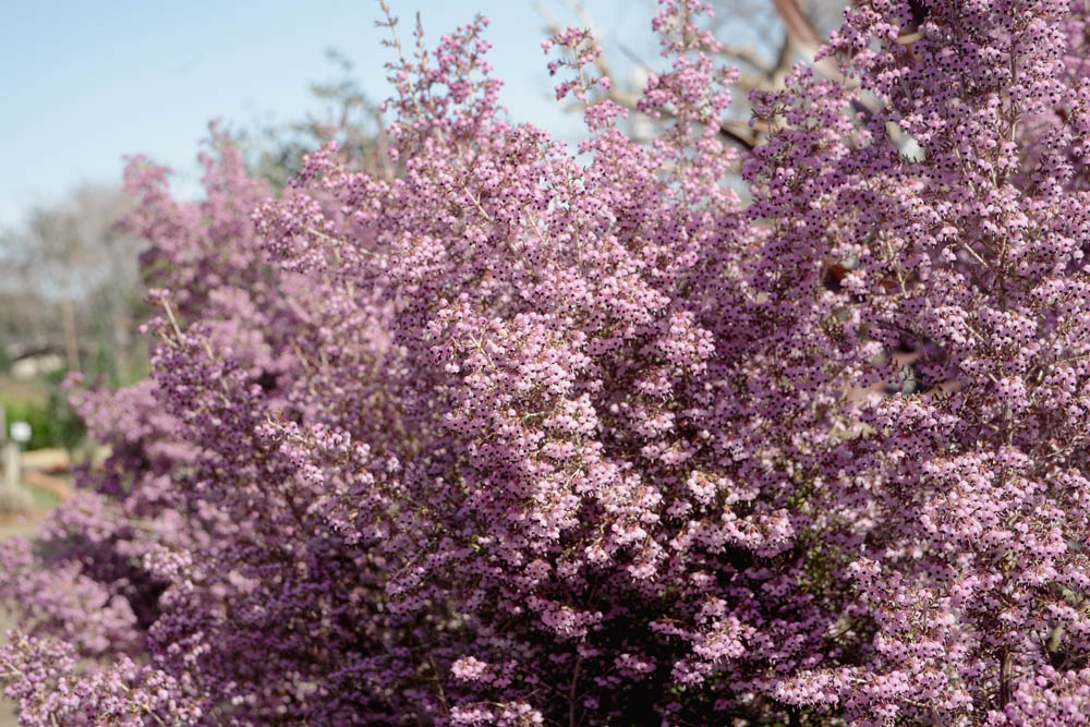 kotora2009's tweet photo. エリカの花
XR-Rikenon 45mm f2.8 #A7II
今日はKマウントのレンズでいろいろと撮っていました https://t.co/27Ey0RieU3