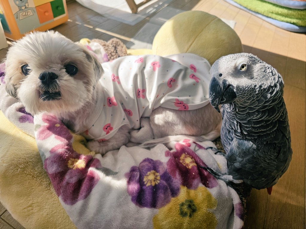 donchan08041's tweet photo. にいちゃんと

みんなシャワーしてひなたぼっこしたのに
がっちだけはシャワーしない😂 https://t.co/sPqX4i8eL3