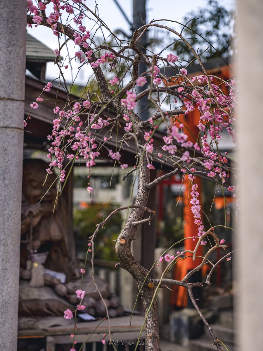 京都伏見稲荷山裏参道の枝垂れ梅🌸 鬼法教総神苑、間あき鳥居、間力