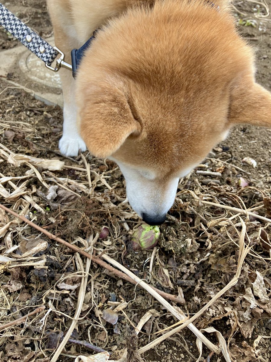 bu_bchan00's tweet photo. 春の匂い〜ふきのとう〜🎵 https://t.co/be6SW0Qwh8