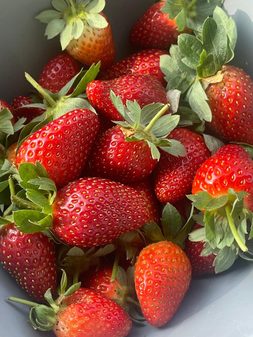 AgriKiri's tweet photo. Expérience pilote en cours
Bientôt sur le marché 
Production de🍓

#ProductionLocale https://t.co/1IZsFrae7v