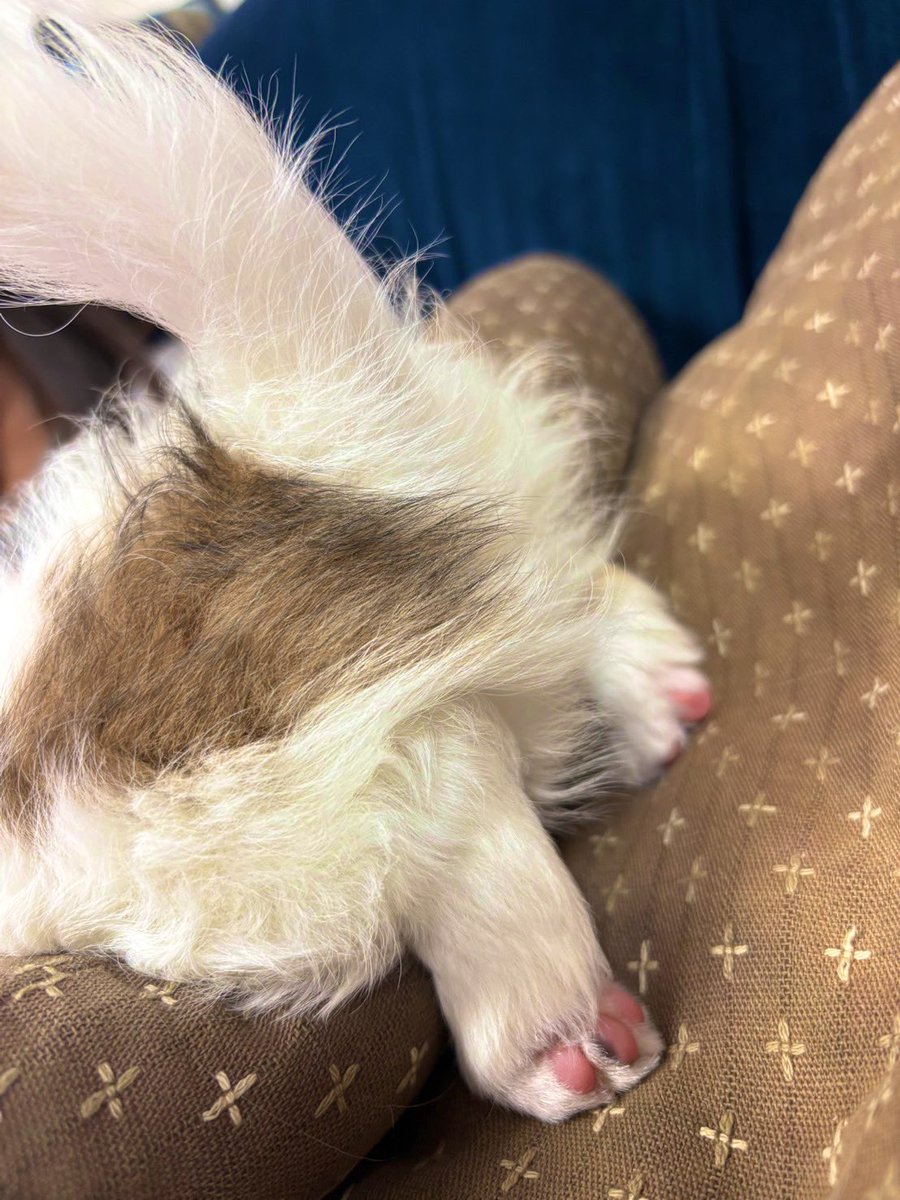 可愛いがすぎる