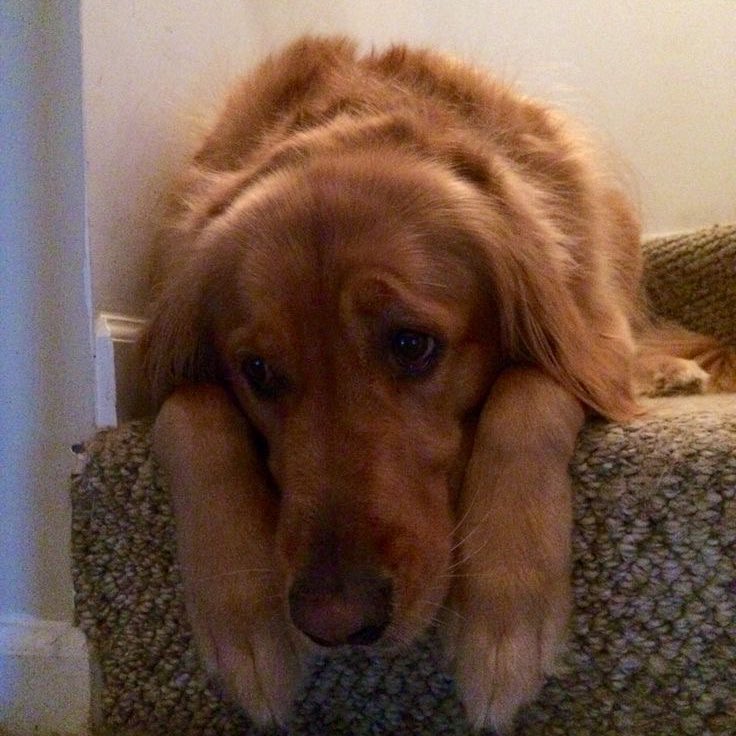 cat marie | benophie’s mistress 𝜗ৎ tweet media